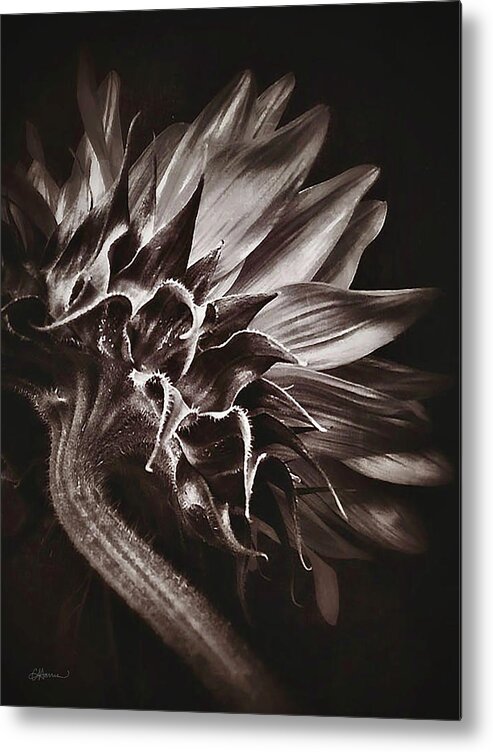 Black And White Metal Print featuring the digital art Dried Sunflower by Cindy Collier Harris