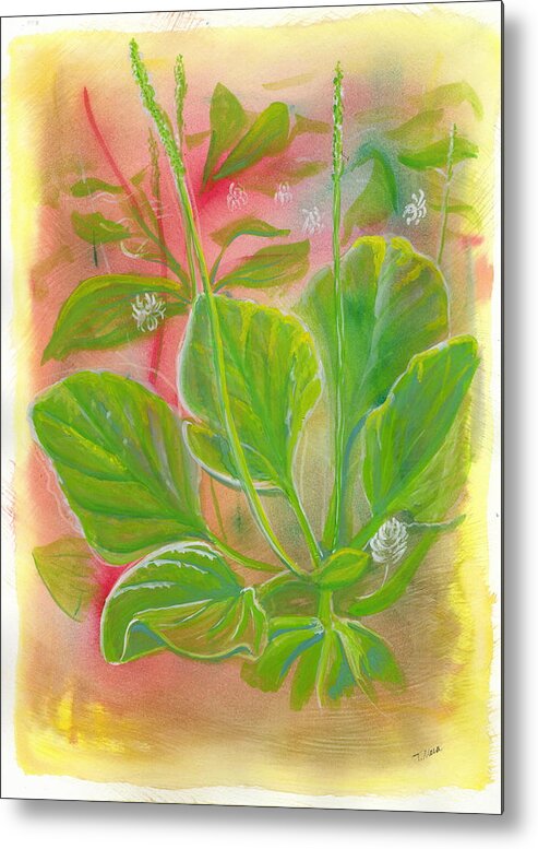 Watercolor Metal Print featuring the painting Forage. Broadleaf Plantain by Tammy Nara