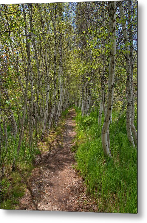 Acadia Metal Print featuring the photograph Jesup Path Birch Trees by Stephen Vecchiotti
