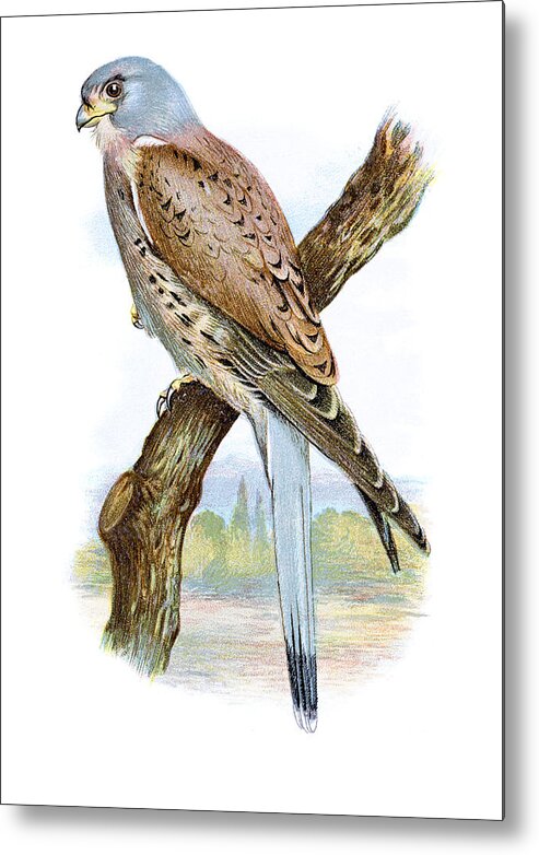 Printmaking Technique Metal Print featuring the drawing Kestrel Chromolithograph by Andrew_Howe