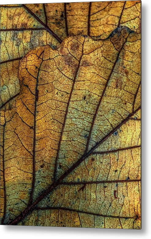 Leaf Metal Print featuring the photograph Like Stained Glass by Cate Franklyn