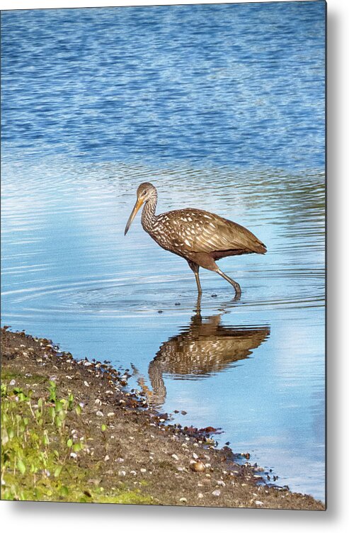 Limpkin Metal Print featuring the photograph Limpkin Moment by Mitch Spence