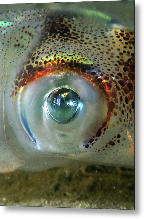 Squid Metal Print featuring the photograph Longfin Squid eye by Brian Weber