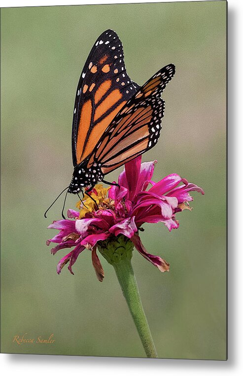 Monarch Metal Print featuring the photograph Monarch by Rebecca Samler