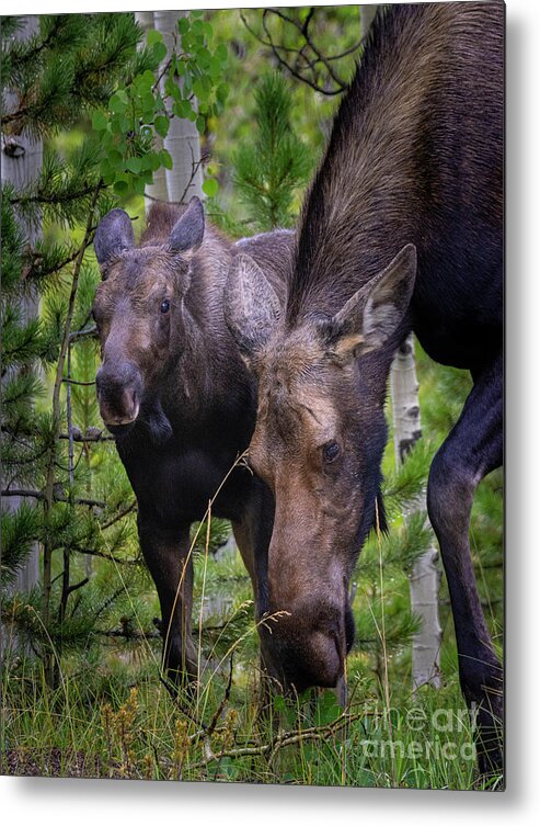 Moose Metal Print featuring the photograph Moose and Calf by Steven Krull