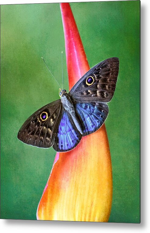 Butterfly Metal Print featuring the photograph Natures Gift by Susan Hope Finley