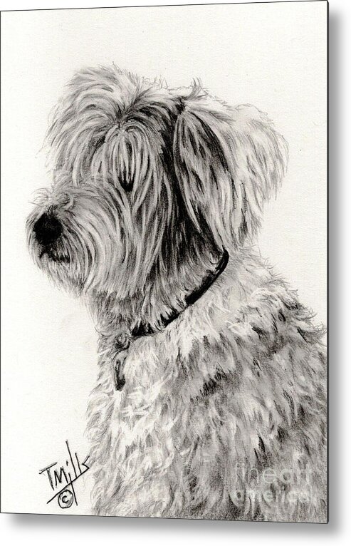 Dog Metal Print featuring the drawing Old English Sheepdog 2 by Terri Mills