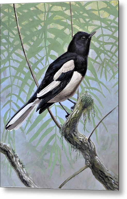 Oriental Magpie-robin Metal Print featuring the painting Oriental Magpie-Robin by Barry Kent MacKay