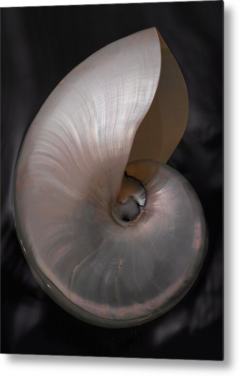 Seashell Metal Print featuring the photograph PearlNautilus by John Manno