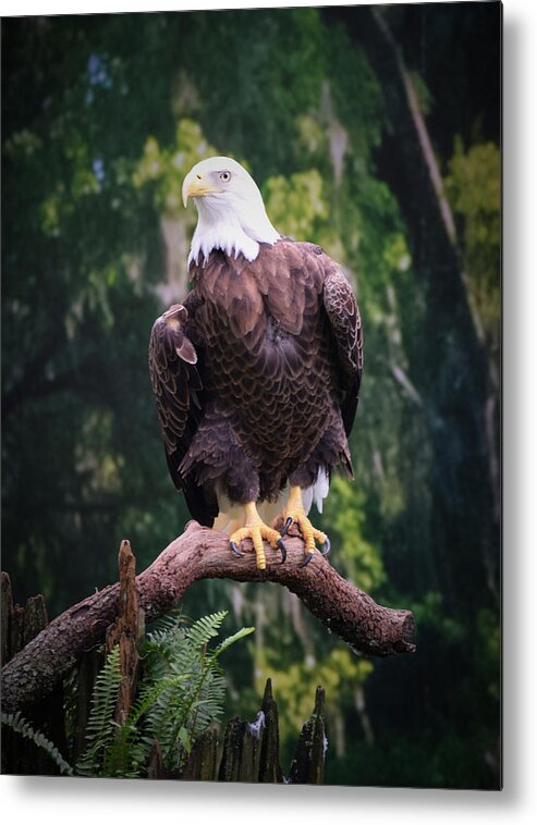 Eagle Metal Print featuring the photograph Photo 75 American Eagle by Lucie Dumas