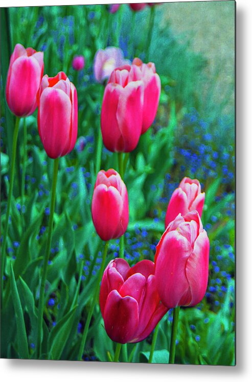 Tulips Metal Print featuring the photograph Pink Tulips in Monet's Garden by Matthew Bamberg