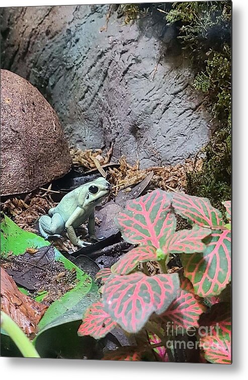 Poison Metal Print featuring the photograph Poison Dart Frog 2 by Elena Pratt
