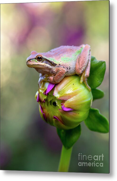 Frog Metal Print featuring the photograph Prince by Douglas Kikendall