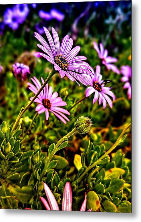 Purple Metal Print featuring the photograph Purple Flowers by Dave Zumsteg