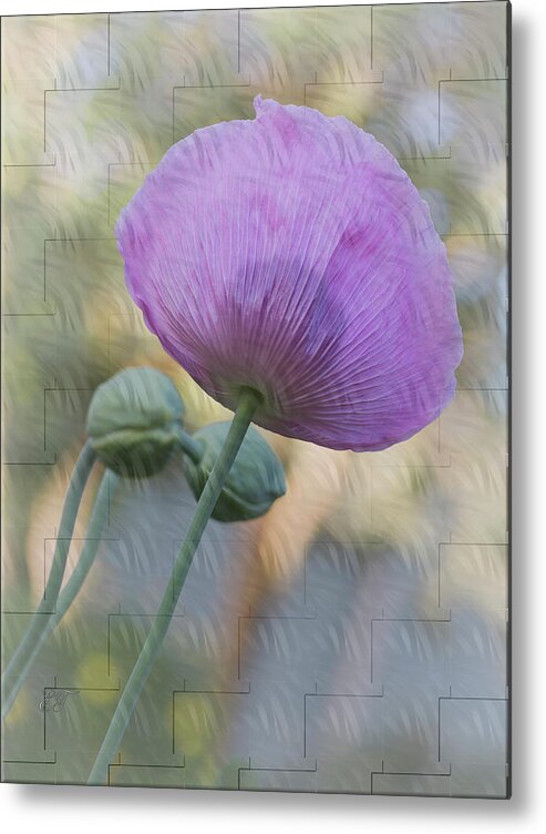 Flowers Metal Print featuring the photograph Purple Poppy by Elaine Teague