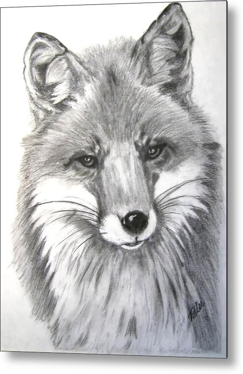 Fox Metal Print featuring the drawing Rocky by Vallee Johnson
