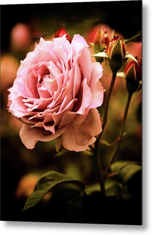 Roses Metal Print featuring the photograph Rose Blooms at Dusk by Jessica Jenney