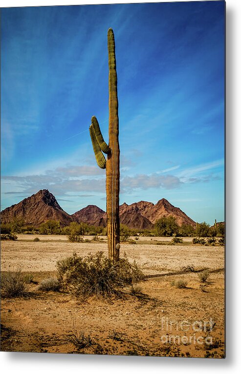 Arizona Metal Print featuring the photograph Saguaro Standing Tall by Robert Bales