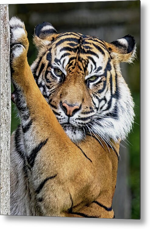 Cat Metal Print featuring the photograph Sharpening by Gina Fitzhugh