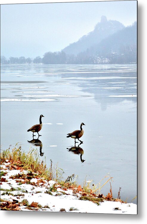Geese Metal Print featuring the photograph Shortcut by Susie Loechler