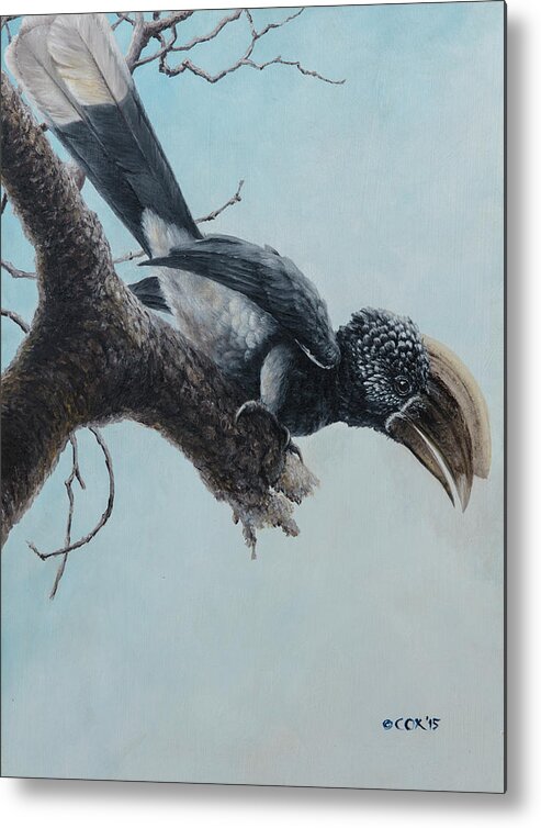 Africa Metal Print featuring the painting Silvery-cheeked Hornbill by Christopher Cox