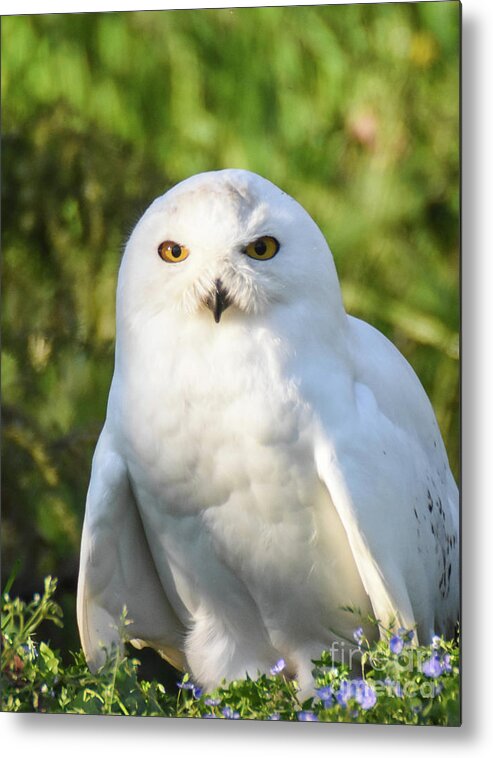Bird Metal Print featuring the photograph Snowy Owl by Ed Stokes