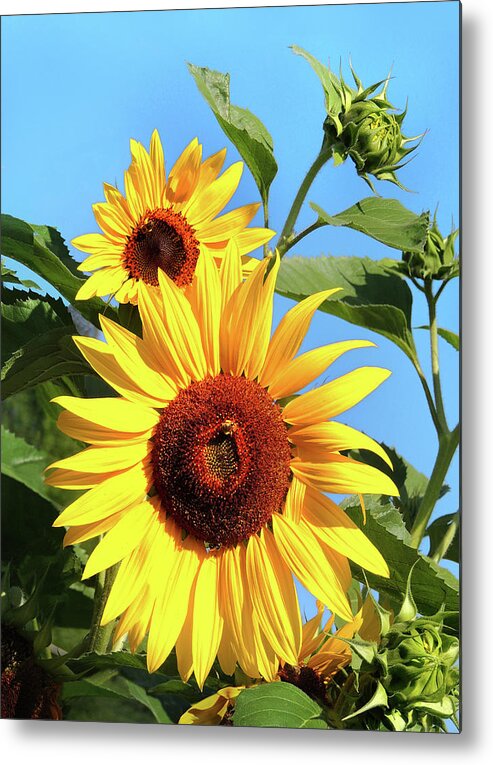 Sunflower Metal Print featuring the photograph Sunflower and Bees by Nancy Griswold
