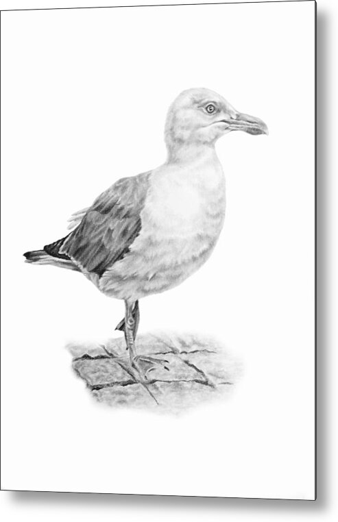 Seagull Metal Print featuring the drawing The Seagull Strut by Pencil Paws