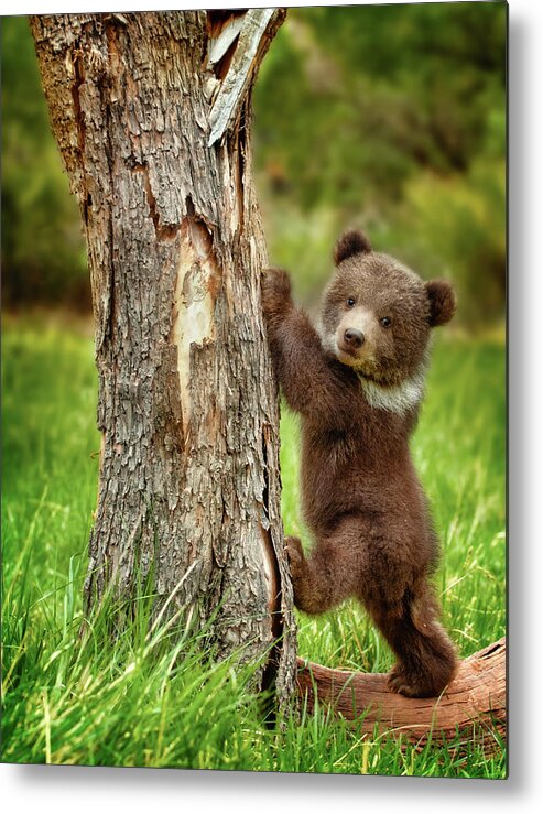 Grizzly Bear Metal Print featuring the photograph Too cute for words by Melody Watson