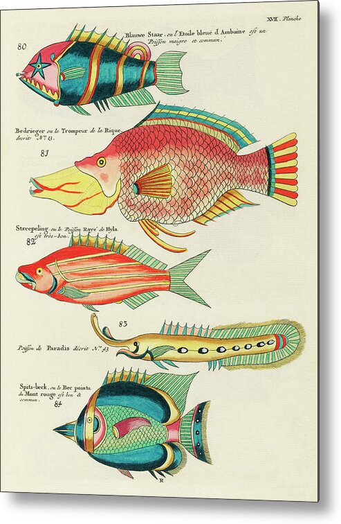 Fish Metal Print featuring the digital art Vintage, Whimsical Fish and Marine Life Illustration by Louis Renard - Blauwe Staar, Le Trompeur by Louis Renard