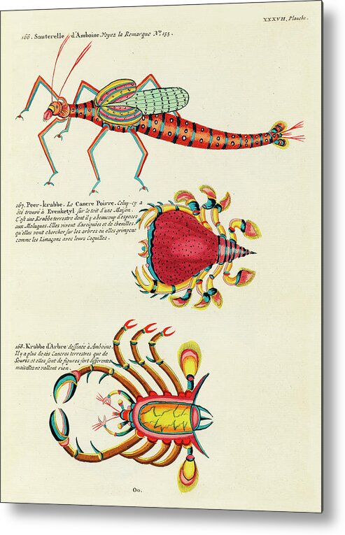 Fish Metal Print featuring the digital art Vintage, Whimsical Fish and Marine Life Illustration by Louis Renard - Sauterelle, Peer Krabbe by Louis Renard