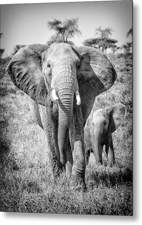 Namiri Plains Metal Print featuring the photograph Wait up, Mom by Phil Marty