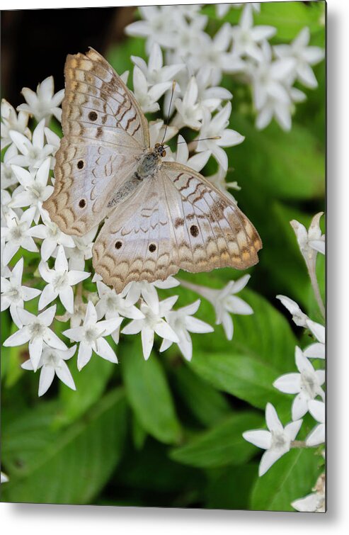 Butterfly Metal Print featuring the photograph White Butterfly on White Flowers by WAZgriffin Digital