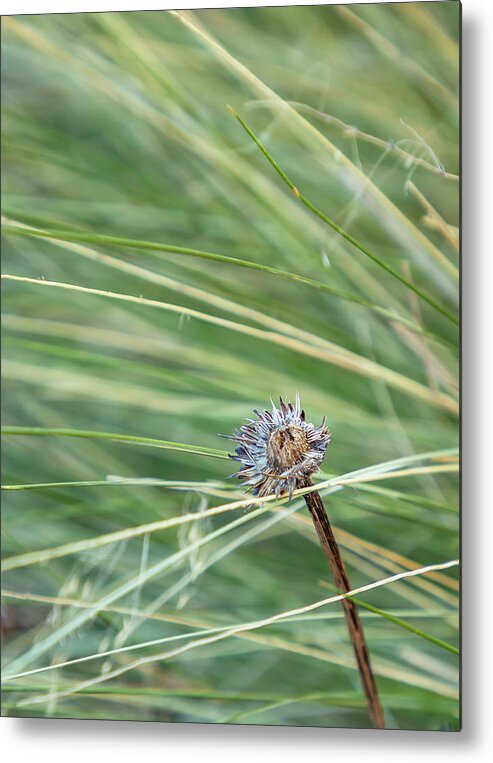 Wildflowers Metal Print featuring the photograph Wild Grasses and Prickly Flower by Cate Franklyn