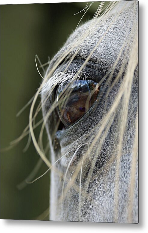 Horse Metal Print featuring the photograph Window of the Soul by M Kathleen Warren