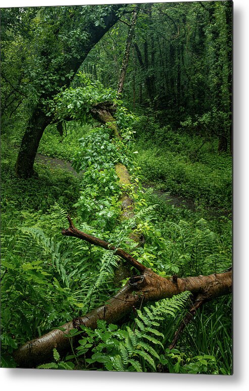 Woods Metal Print featuring the photograph Woodland Tangle by John Cox