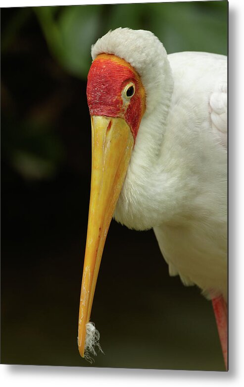 Tim Fitzharris Metal Print featuring the photograph Yellow billed Stork by Tim Fitzharris