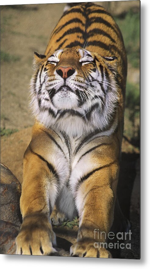 Siberian Tiger Metal Print featuring the photograph A Tough Day Siberian Tiger Endangered Species Wildlife Rescue by Dave Welling