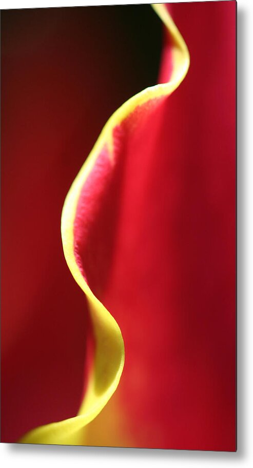 Gloriosa Lily Metal Print featuring the photograph Gloriosa Wave by Don Ziegler