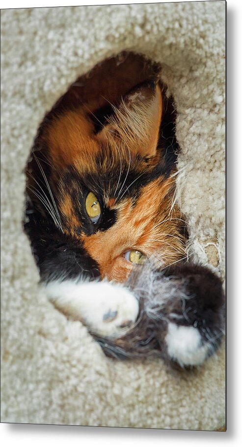 Cat Metal Print featuring the photograph Cat in the House by Rick Deacon
