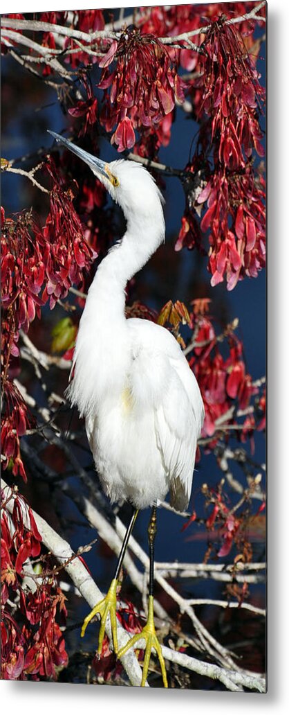 White Egret Metal Print featuring the photograph White Egret in Red Maple Tree by Rose Hill
