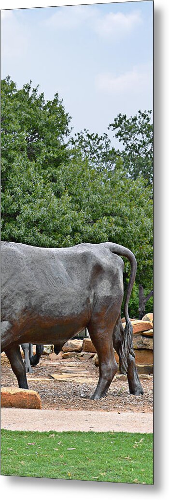 Waco Metal Print featuring the photograph Bull Market Quadriptych 4 of 4 by Alexandra Till