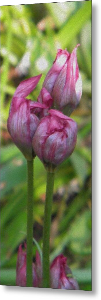 Bloom Metal Print featuring the photograph Struggle to bloom by Manuela Constantin