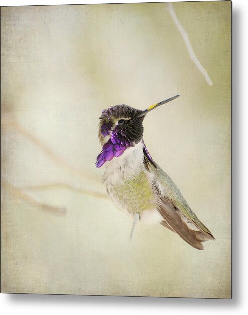 Lucifer Hummingbird Metal Print featuring the photograph Distracted 3 #2 by Fraida Gutovich