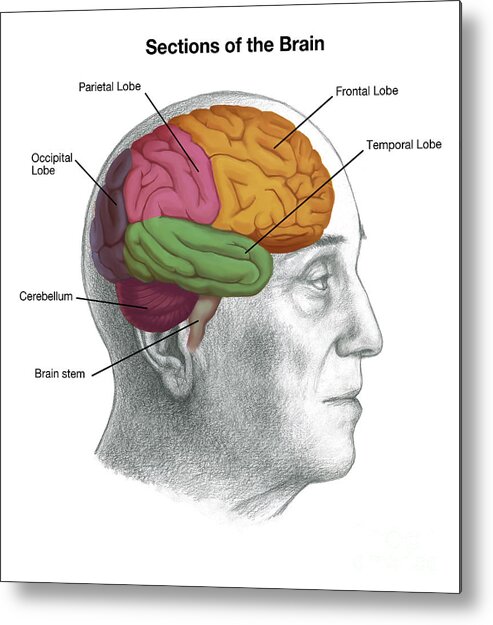 Science Metal Print featuring the photograph Sections Of The Brain #1 by Spencer Sutton