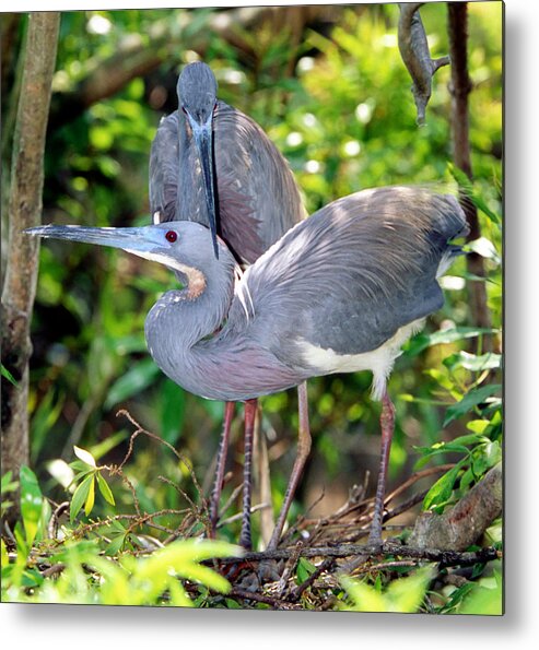 Animal Metal Print featuring the photograph Tricolor Heron Adults In Breeding #1 by Millard H. Sharp