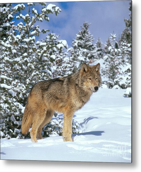 Gray Wolf Metal Print featuring the photograph Timber Wolf #13 by Hans Reinhard