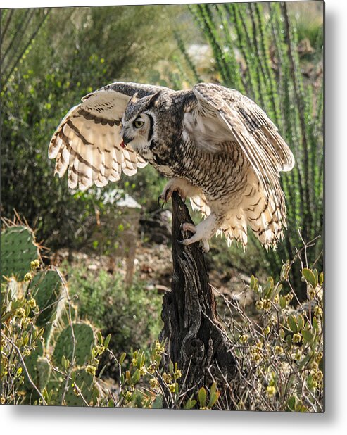 Great Horned Owl Metal Print featuring the photograph Great Horned Owl #2 by Tam Ryan