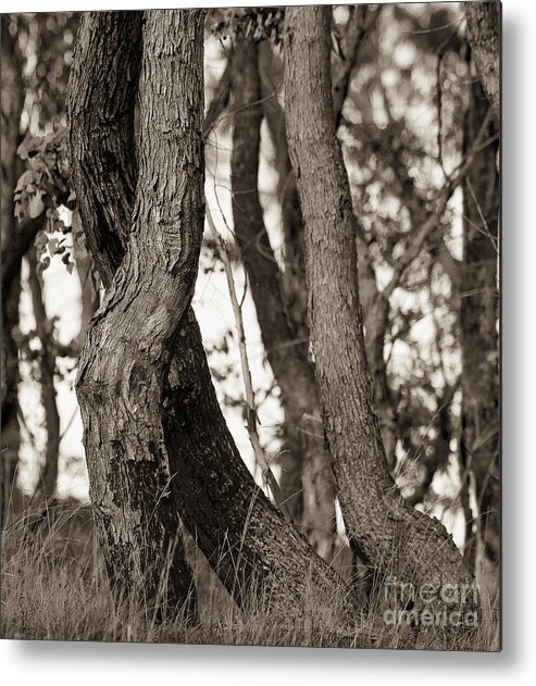 Australia Metal Print featuring the photograph Trees #2 by Steven Ralser