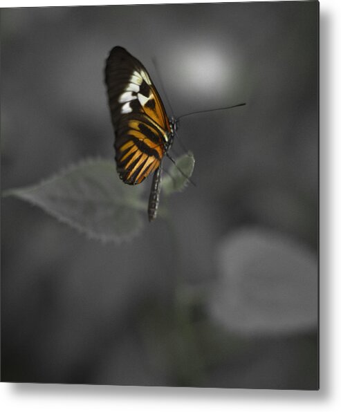 Butterfly Metal Print featuring the photograph Butterfly #20 by Bradley R Youngberg